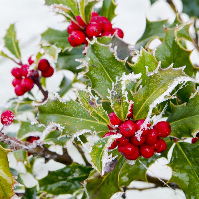 Wyoming Winter Berry